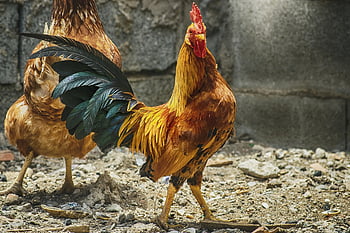 gallo, colorful, pens, farm, animals, nature, birds