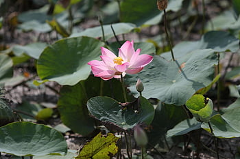 květ, lotus, botanika, růst, květinové pozadí, rybník, vodní rostliny, květinové tapety, krásné květiny, okvětní lístky, růžový