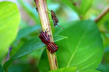 bug, harlequin Bug, insect, nature, graphosome, stripes, red, black, rod, reproduction, duo
