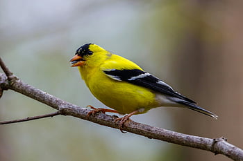 American Goldfinch, Carduelis tristis, tree branch, colorful bird, outdoor wildlife, close-up photography, nature photography, yellow bird, black and white wings, perched bird, bird on branch