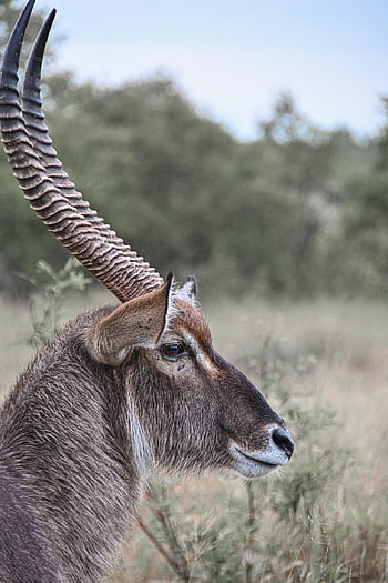 antelope, waterbuck, phone Wallpaper, mammal, outdoor, nature, african Wildlife, kruger National Park, wildlife, animal, portrait