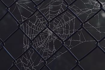 spider Web, dewdrop, fence, web, water Droplets, close Up, fog, morning Mood, sunrise, nature, network