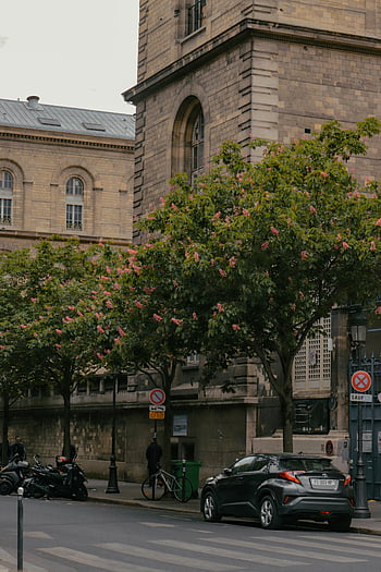 via Parigi, alberi, macchine, architettura storica, Vista caratteristica, auto parcheggiata, albero, vista stradale, scena urbana, città europea, sfondo di architettura