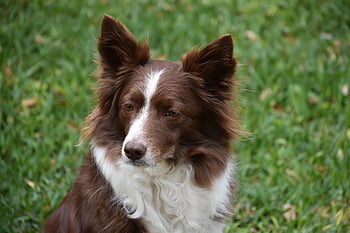 cane, animale domestico, border collie, mammifero, natura, canino, carina, ritratto, adorabile, pelliccia, grugno
