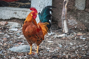 rooster, pens, corral, birds, animal, farm, field, rural, nature, peak, crest