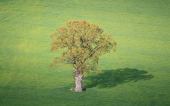 ağaç, ülke, İngiltere, shropshire, kırsal, yeşil, doğa