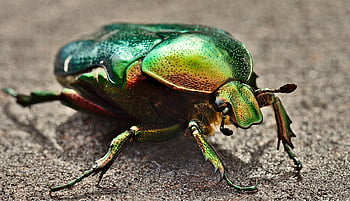 green Rose Chafer, bug, macro, cute Rose Beetle, insects, insect, beetle, nature, coleoptera, rose