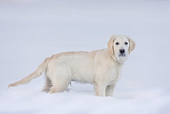 Zlatý retriever, Pes, domácí zvíře, psí, zvíře, srst, Příroda, čenich, savec, portrét psa, živočišného světa