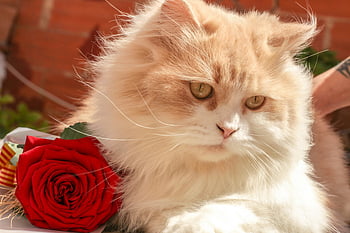 Persian cat, white and beige, red rose, fluffy cat, close-up, vibrant rose, elegance, pet photography, animal portrait, cat and flower, fluffy Persian