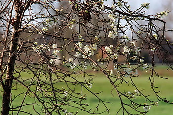 jaro, květy, měkký, Příroda, nabídka, brzy bloomer, na začátku dubna, zahrada, flóra, půvabný, květ
