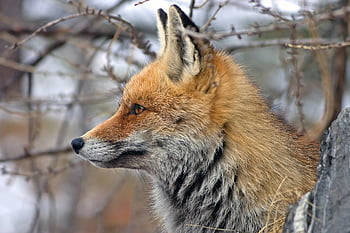 fox, red Fox, animal, wild, nature, winter, mountain, cunning, carnivores, predator, ears