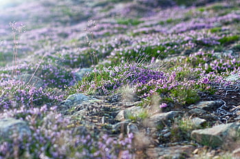 common Heather, calluna, snezka, meadow, nature, grass, pasture, calluna Vulgaris