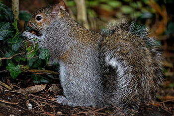egern, grå egern, østlig grå egern, træ egern, gnaver, fouragering, dyr, dyreliv, pattedyr, fauna