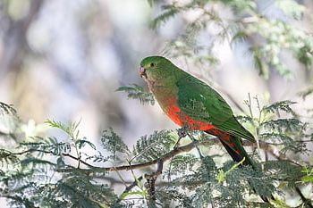 australian King Parrot, king Parrot, parrot, bird, alisterus Scapularis, plumage, feathers, animal, wildlife, avian, ornithology