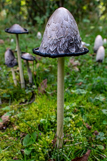 houba, schopf comatus, léčivý, chřest houba, tintenpilz, podzim, Příroda, les, přízemní