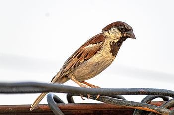 house Sparrow, bird, sparrow, perched, plumage, feathers, beak, bill, avian, fauna, songbird