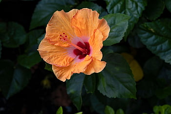 hibiscus, yellow Flower, garden, nature, background