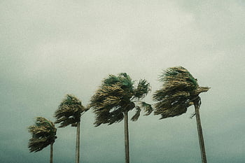 palm trees, hurricane, strong winds, cloudy skies, tropical storm, bending trees, stormy weather, natural disaster, wind damage, tropical climate, stormy day