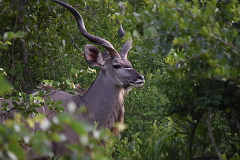 antilopa, větší kudu, antilopa lesní, Jižní Afrika, safari, volně žijících živočichů