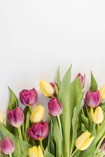 růžové tulipány, žluté tulipány, jarní květiny, květinové aranžmá, neutrální pozadí, selektivní zaměření, světlé barvy, Živé květiny, Tulipán kytice, jarní kytice, květinové fotografie