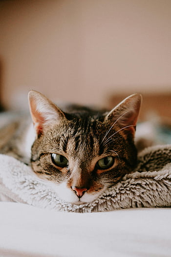 고양이, 거짓말하는, 침대, 평화로운, 하인, 쉬고있는, 따뜻한, 부드러운, 담요, 실내, 태비