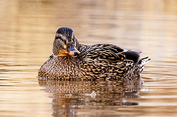 anatra, stagno, natura, lago, animale, waterbird, uccelli acquatici, femmina, seduta, d'oro