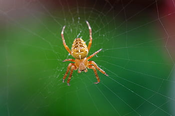 laba-laba, jaring laba-laba, laba-laba crusader, laba-laba kecil, araneus diadematus, arakhnida, serangga, alam, hewan, lantai pertama, predator