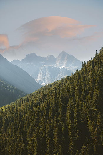 alberi di pino, foresta sempreverde, montagne, Teberda, Russia, splendido paesaggio, scenario naturale, catena montuosa, vista della foresta, bellezza scenica, natura all'aperto