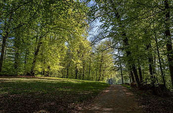 les, rezervovat, stromy, listy, Příroda, listnatý strom, lesní cesta, stezka, jaro, zelená
