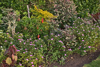 flowers, garden, gardening, plants, flowerbed, bloom, blossom, nature, ornamental, colourful, pretty