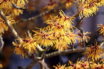vilín, hamamelis, winterblueher, květ, keř, květy, Rodina čarodějnic, okrasný keř, větev, žlutá, květenství
