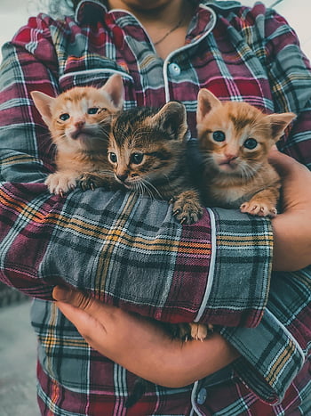cats, kittens, nature, colorful, cute, animal, cat