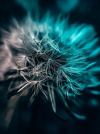dandelion, nature, dew, flower, spring, plants, seeds, beautiful Flowers, flower Wallpaper, summer, to Close