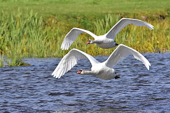 birds, swans, lake, wings, flight, biebrza Valley, nature