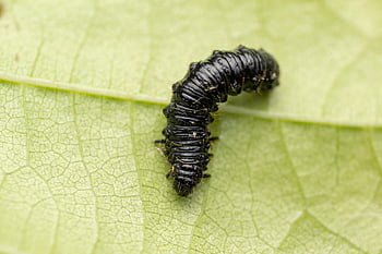 insect, larva, caterpillar, beetle, hatch, pest, leaf, alder Leaf Beetle, leaf Beetle