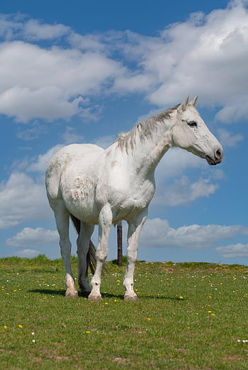 horse, white Horse, pasture, grazing, farm Animal, stallion, equine, merry, graze