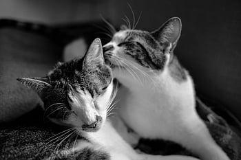 cats, gray scale, black and white, tabby cats, snuggled together, tender moment, classic photo, animal companionship, pet photography, feline affection, monochrome image