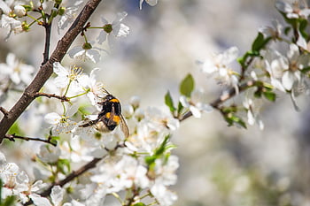 wasp, insect, beautiful Flowers, cherry Blossom, flowers, flower Background, tree, spring, white Flowers, pollen, pollination
