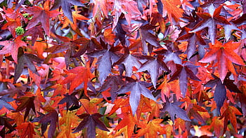 autumn leaves, maple leaves, vibrant red, maroon leaves, close-up photography, colorful autumn, red and brown hues, fall foliage, leaf photography, nature photography, autumn colors