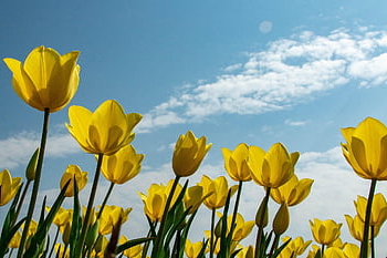 tulips, flowers, flower Background, field, beautiful Flowers, sky, yellow Tulips, petals, tulip Petals, bloom, blossom