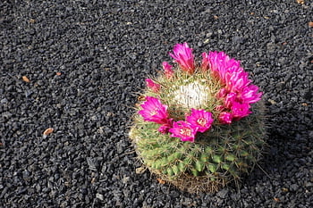 lanzarote, jardin de kaktus, kaktus, guatiza, kaktusové zahrady, kaktus květ, Kanárské ostrovy, Španělsko, sukulentní, Lapilli, sopečné horniny