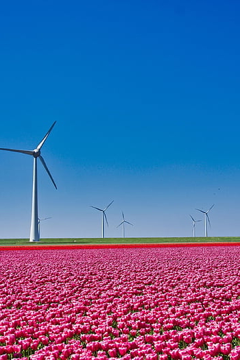 tulipány, pole, větrné mlýny, Nizozemí, květy, žárovky, Holandsko, Červené, barvitý, modré pole, modrá barva