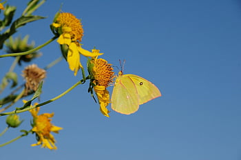 butterfly, insect, wings, nature, flower, sky