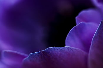 flower, free Wallpaper, mac Wallpaper, floral Background, flower Background, windows Wallpaper, macro, Wallpaper 1920x1080, violet, purple, purple Flower