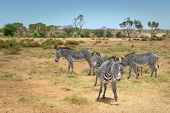 zebras, animals, herd, gray Zebras, safari, wildlife, savannah, nature Reserve, nature, kenya, samburu
