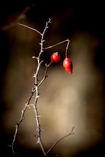 rose hofte, frugter, plante, rose haw, rose hep, røde frugter, afdeling, torne, stikkende, natur, tæt på
