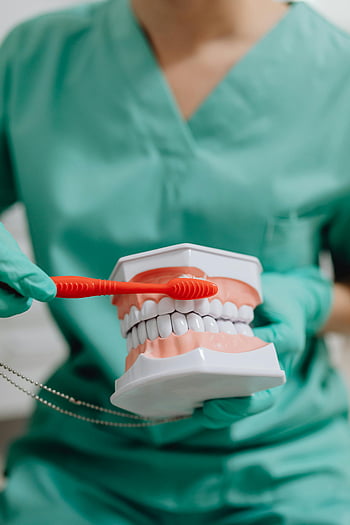 zubař, zubní model, Technika kartáčování, Kartáček na zuby, křoviny, rukavice, Péče o zuby, ústní hygiena, selektivní zaměření, demonstrace zubů, zubní vzdělávání