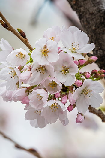 peach Blossoms, cherry Blossoms, flower Background, white Peach Blossoms, flower Wallpaper, spring, nature, freshness, flowers, trees, beautiful Flowers