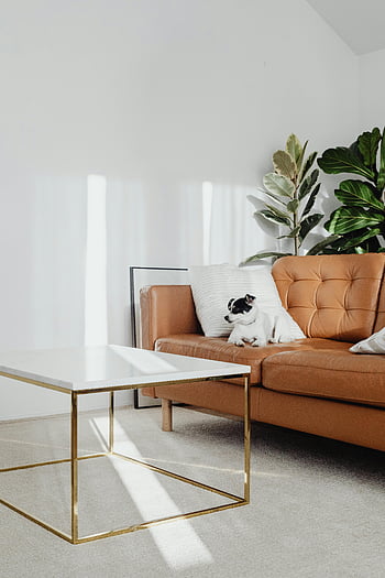 Pes na gauči, Současný obývací pokoj, moderní obývací pokoj, Stylová pohovka, útulný interiér, design inspirace, interiér obývacího pokoje, moderní nábytek, Dekor obývacího pokoje, pokojové rostliny, design obývacího pokoje