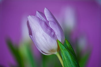 tulipán, fialový Tulipán, fialový květ, květ, květinové pozadí, flóra, Příroda, jaro, krásné květiny, zblízka, makro